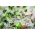 BIO daigios sėklos - Skvošas - sertifikuotos ekologiškos sėklos; moliūgas - 