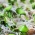 BIO Çimlenme tohumları - Squash sertifikalı organik tohumlar; kabak - 