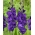Gladiolus - flores moradas - XXXL pack 250 uds de bulbos tamaño XXL - 