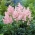 Astilbe "Erica" - světle růžová; false spirea - velké balení! - 10 ks - 