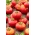 "Janko F1" tomaat - voor vollegronds- en glastuinbouw - 