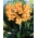 Apricot Dream canna lily - large package! - 10 pcs