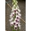 Harvinainen kettukäsine - valko-punaiset kukat - 1 kpl