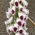 Digitale commune - fleurs blanc-cramoisi - 1 pc