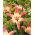 Easy Dream Asiatic lily - velké balení! - 10 ks.