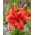 Cascavel miniature lily - for pots - large package! - 10 pcs
