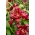 Borrello tree lily - large package! - 10 pcs
