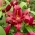 Borrello tree lily