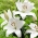 Kent Asiatic lily - velké balení! - 10 ks.