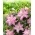 Roselily Editha Lírio oriental - perfumado, de flor dupla