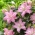 Roselily Editha Lirio oriental - fragante, de doble flor