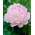 Peonia rosa chiaro - piantine - confezione grande! - 10 pezzi