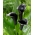 Black calla lily (Zantedeschia) - large package! - 10 pcs