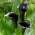 Lys calla noir (Zantedeschia) - grand paquet ! - 10 pieces