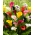 Výber farieb Calla lily - veľké balenie! - 10 ks
