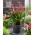 Red Charm calla lily (Zantedeschia) - large package! - 10 pcs