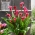 Red Charm calla lily (Zantedeschia) - nagy csomag! - 10 db.