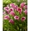 Sannah calla lily (Zantedeschia) - nagy csomag! - 10 db.