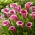 Sannah calla lily (Zantedeschia) - liels iepakojums! - 10 gab.