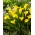 Sunclub calla lily (Zantedeschia) - didelė pakuotė! - 10 vnt.