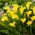 Sunclub calla lily (Zantedeschia) - stor pakke! - 10 stk