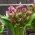Zazu calla lily (Zantedeschia) - stort paket! - 10 st