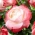 Vit crimson-kantad storblommig (Grandiflora) ros - planta - 