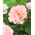 Svetloružová parková ruža - semiačka - 