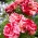 Червено-бяла райета многофлора роза (Polyantha) - разсад - 