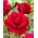 Raudona daugiaflora rožė (Polyantha) THORNLESS - sodinukas - 