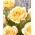 Thee multiflora roos (Polyantha) - zaailing - 