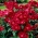 Karmínově červená krajinná růže - sazenice - 