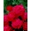 "Dama De Coeur" large-flowered (Grandiflora) rose - seedling