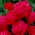 "Dama De Coeur" grootbloemige (Grandiflora) roos - zaailing - 