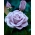 "Dr Blue" lielziedu (Grandiflora) roze - stāds - 