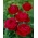 "Mr Lincoln" rosier à grandes fleurs (Grandiflora) - semis - 