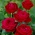 "Mr Lincoln" storblommig (Grandiflora) ros - planta - 