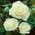 "Jomfru" storblomstret (Grandiflora) rose - frøplante - 
