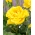 Multiflora-Rose "Allgold" (Polyantha) - Sämling - 