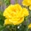 "Allgold" multiflora růže (Polyantha) - sazenice - 