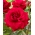 "Concerto" multiflora ruusu (Polyantha) - taimi - 