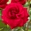 Multiflora-Rose "Concerto" (Polyantha) - Sämling - 