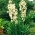 Yucca Filamentosa, Adamsnadel, Carolina Silk Grass - XL-Packung - 50 Stk