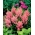 Astilbe "America" - rosa brillante, falsa spirea - confezione XL - 50 pz - 
