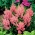Astilbe "America" - rosa brillante, falsa spirea - confezione XL - 50 pz - 