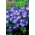 Anemone balcanico "Blue Shades" - Confezione grande - 80pezzi; Windflower greco, windflower invernale - 