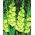 Kardelis Green Star - pakuotėje yra 5 vnt - Gladiolus Green Star