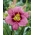 Daylily Always Afternoon - pacchetto grande! - 10 pezzi