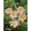 Hemerocallis, Daylily Catherine Woodberry - XL förpackning - 50 st