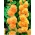 Alcea, Hollyhocks Orange - XL pakkaus - 50 kpl